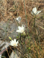 Triteleia peduncularis