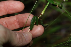 Glycine cyrtoloba