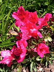 Rhododendron