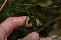 Glycine cyrtoloba