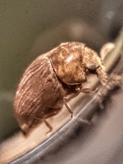 Neoxyletinus