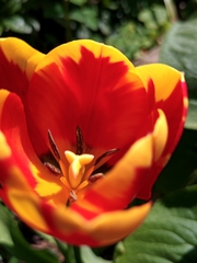 Tulipa gesneriana