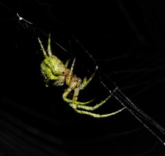 Novaranea courti
