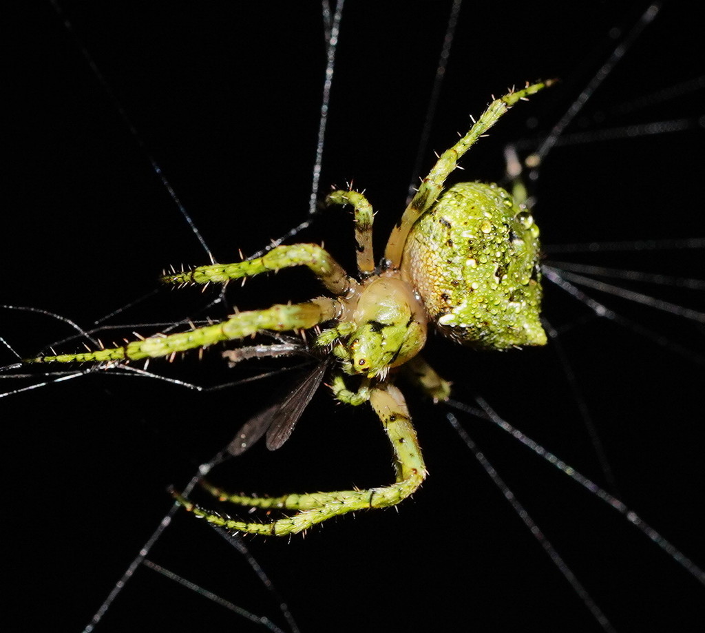 Novaranea