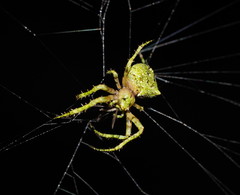 Novaranea courti