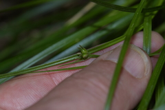 Carex timida