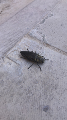 Chalcophora detrita