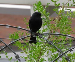 Melaenornis pammelaina ater