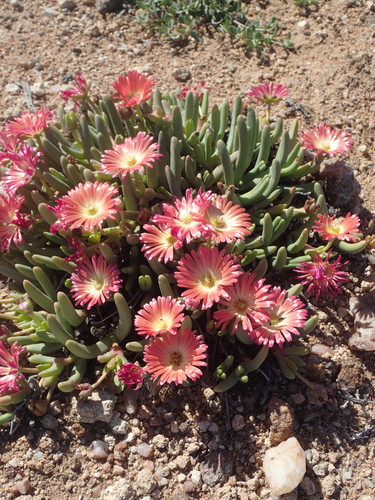 Cephalophyllum spissum H.E.K.Hartmann