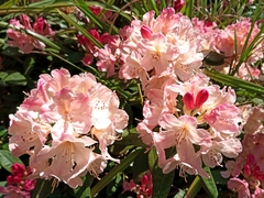 Rhododendron