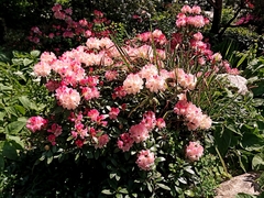 Rhododendron