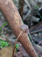 Mycena cystidiosa