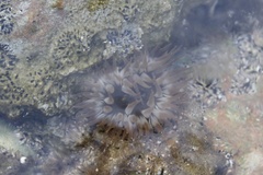 Isoaulactinia stelloides