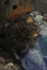 Isoaulactinia stelloides