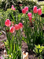 Tulipa gesneriana