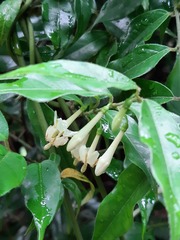 Coptosapelta diffusa