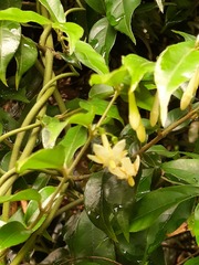 Coptosapelta diffusa