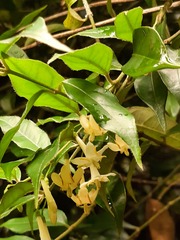 Coptosapelta diffusa