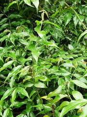 Coptosapelta diffusa