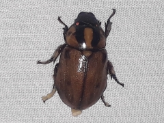 Cyclocephala mafaffa