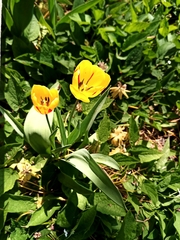 Tulipa gesneriana