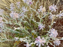 Ptilotus sessilifolius