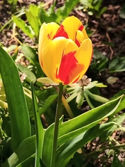 Tulipa gesneriana