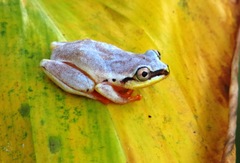 Heterixalus madagascariensis