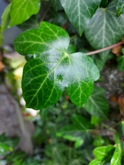 Hedera helix