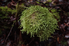 Hypnum chrysogaster