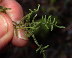 Hypnum chrysogaster