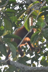 Pongo pygmaeus
