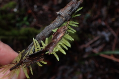 Hypnum chrysogaster