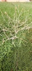 Launaea mucronata