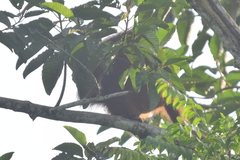 Pongo pygmaeus