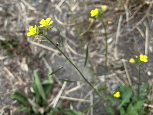 Diplotaxis tenuifolia iNat (2)