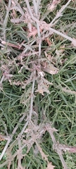 Launaea mucronata