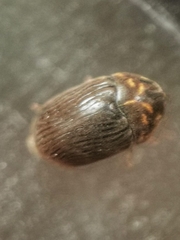 Neoxyletinus