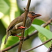 Brown Barbet - Photo (c) Tan Kok Hui, some rights reserved (CC BY-NC), uploaded by Tan Kok Hui