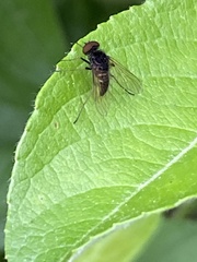 Chrysopilus quadratus