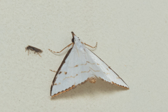 Ramila acciusalis