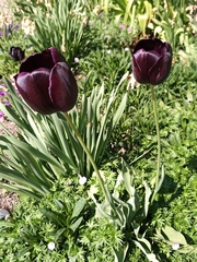Tulipa
