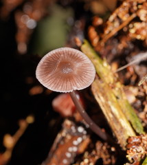 Mycena vinacea