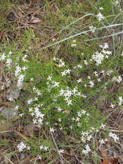 Stenaria nigricans