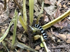 Xanthopastis regnatrix