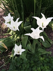 Tulipa gesneriana