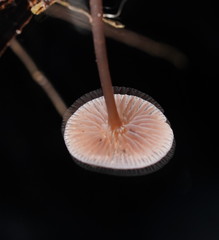 Mycena vinacea