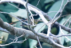 Leptocoma brasiliana