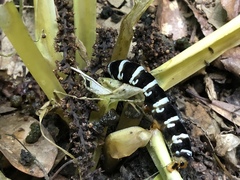 Xanthopastis regnatrix