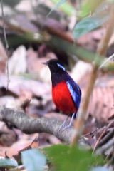Erythropitta ussheri